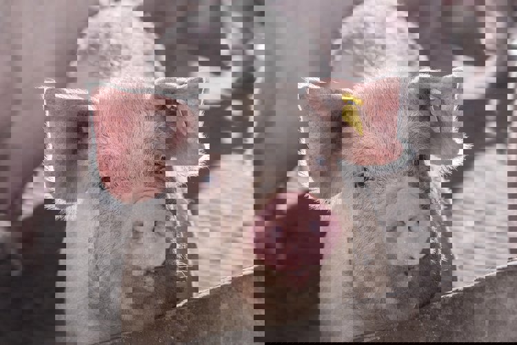 Gestionando el agua y el alimento