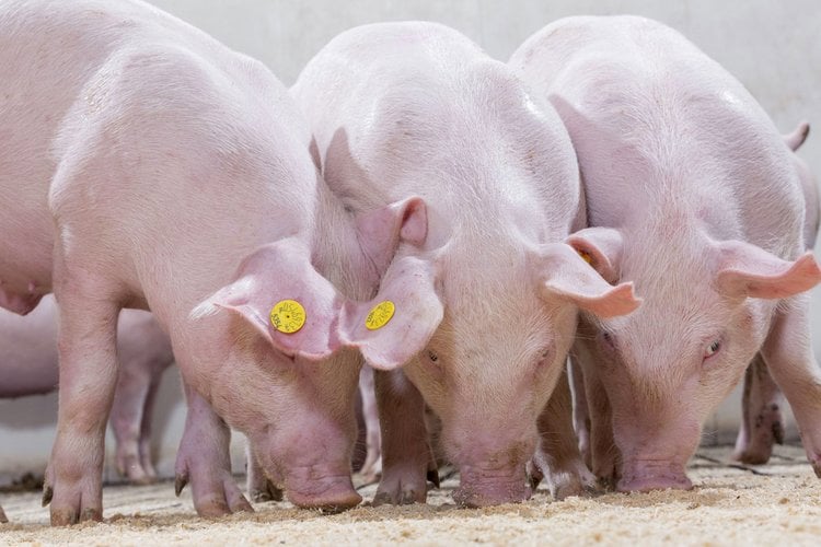 Optimizando los minerales en la dieta