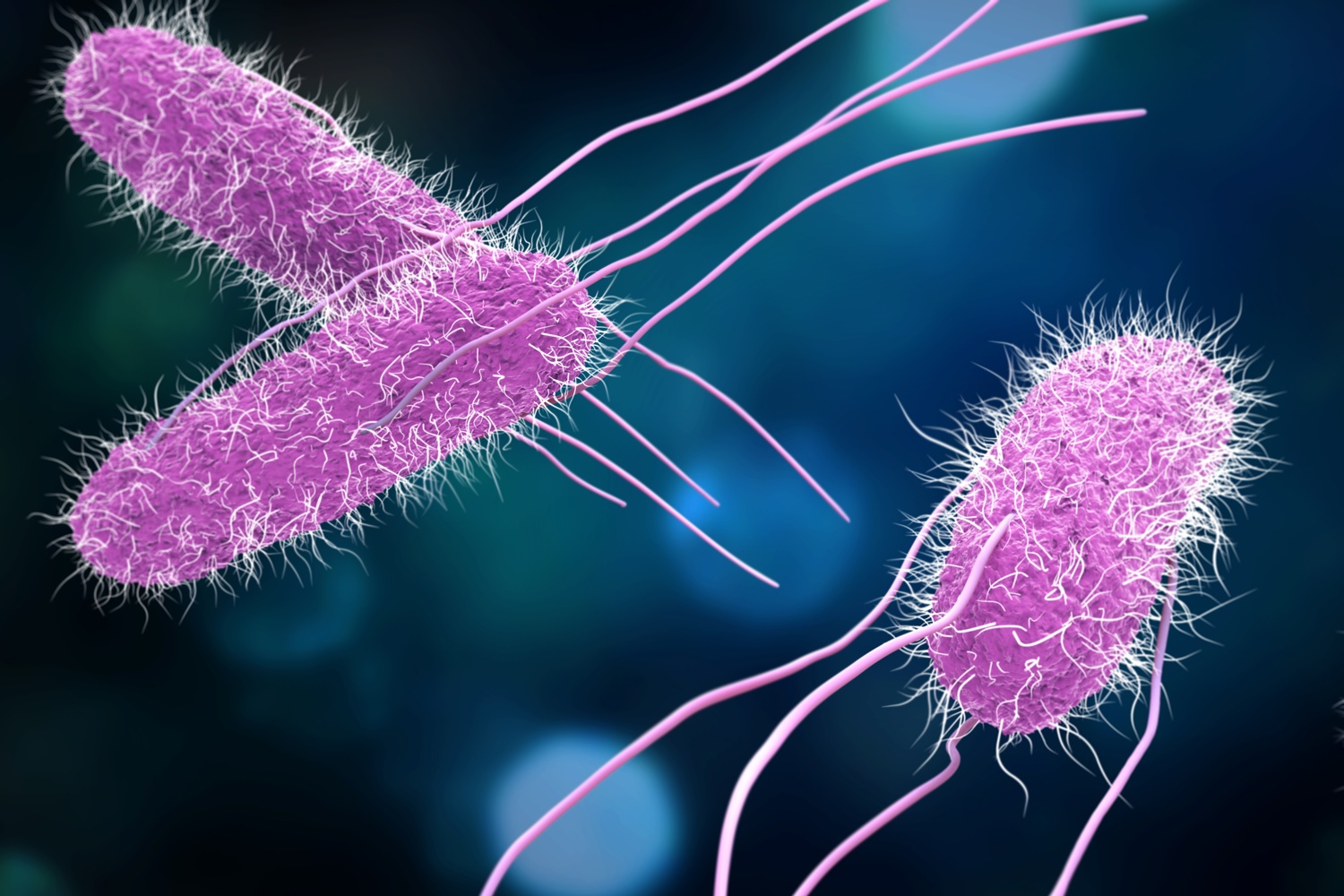 Programa Control de Salmonella