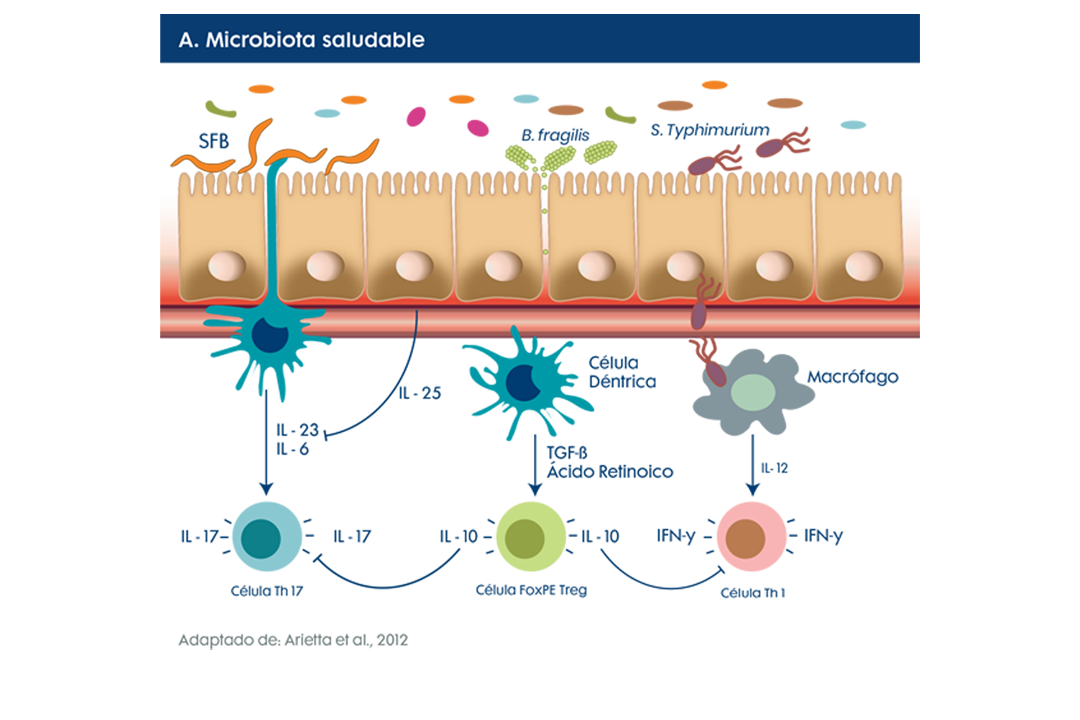 A. Microbiota Saludable