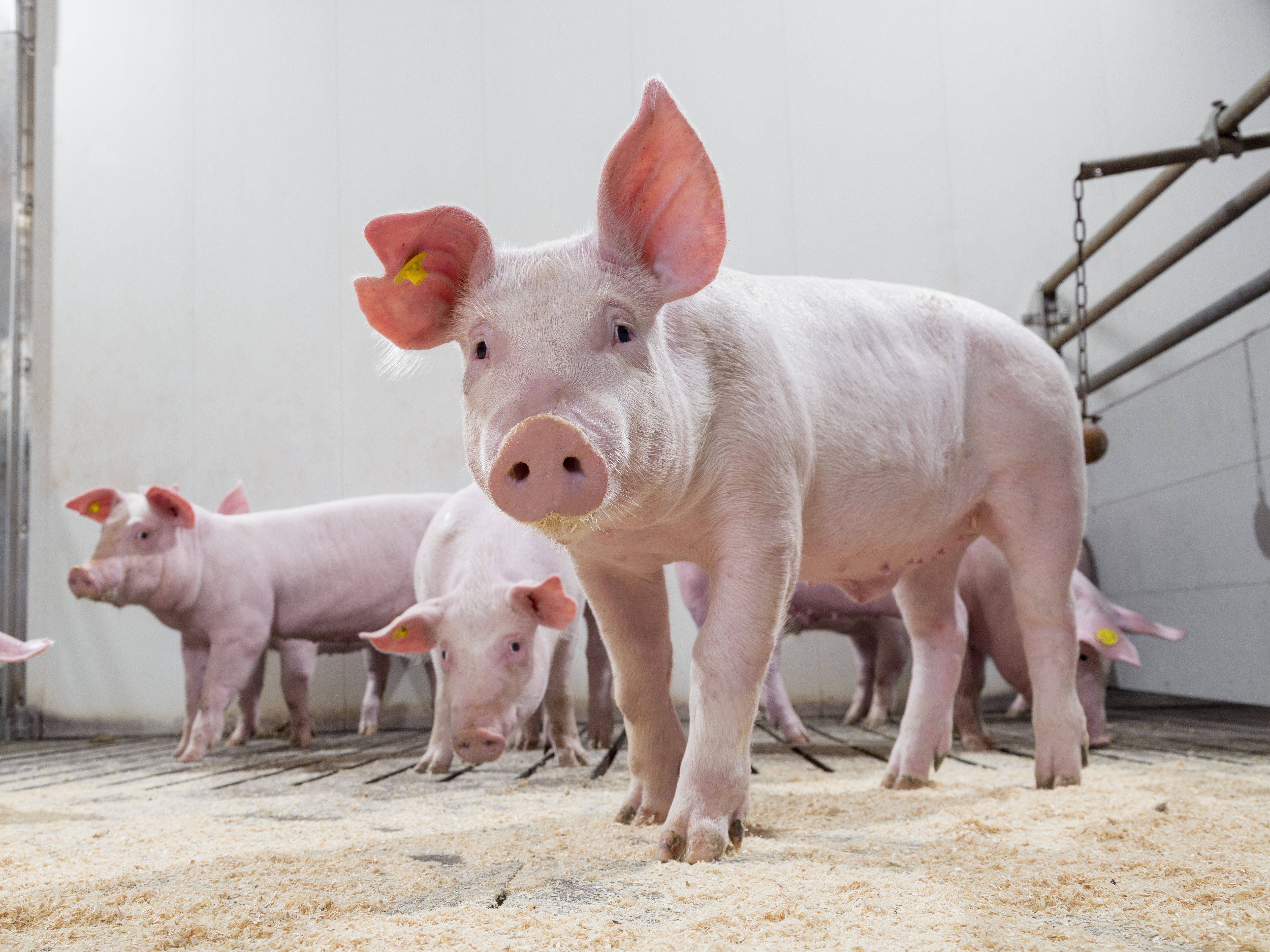 Cerdos de Engorde y Finalización