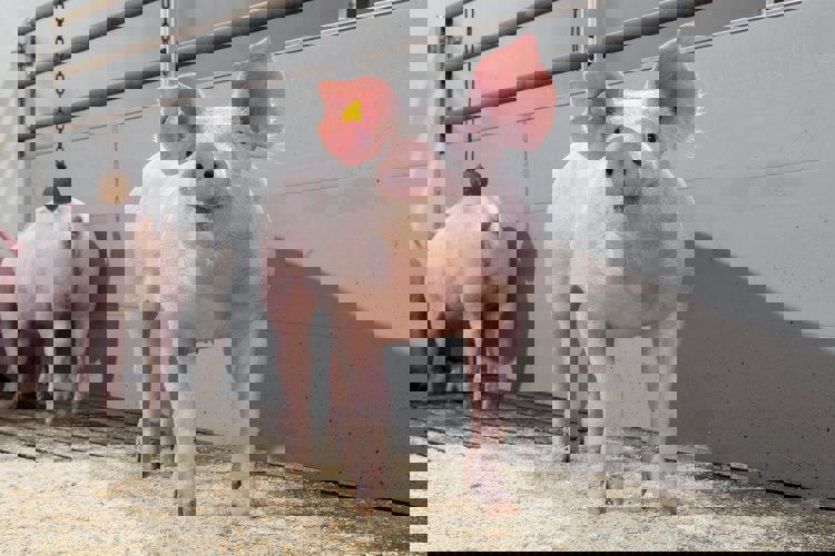 Controlando la salmonella