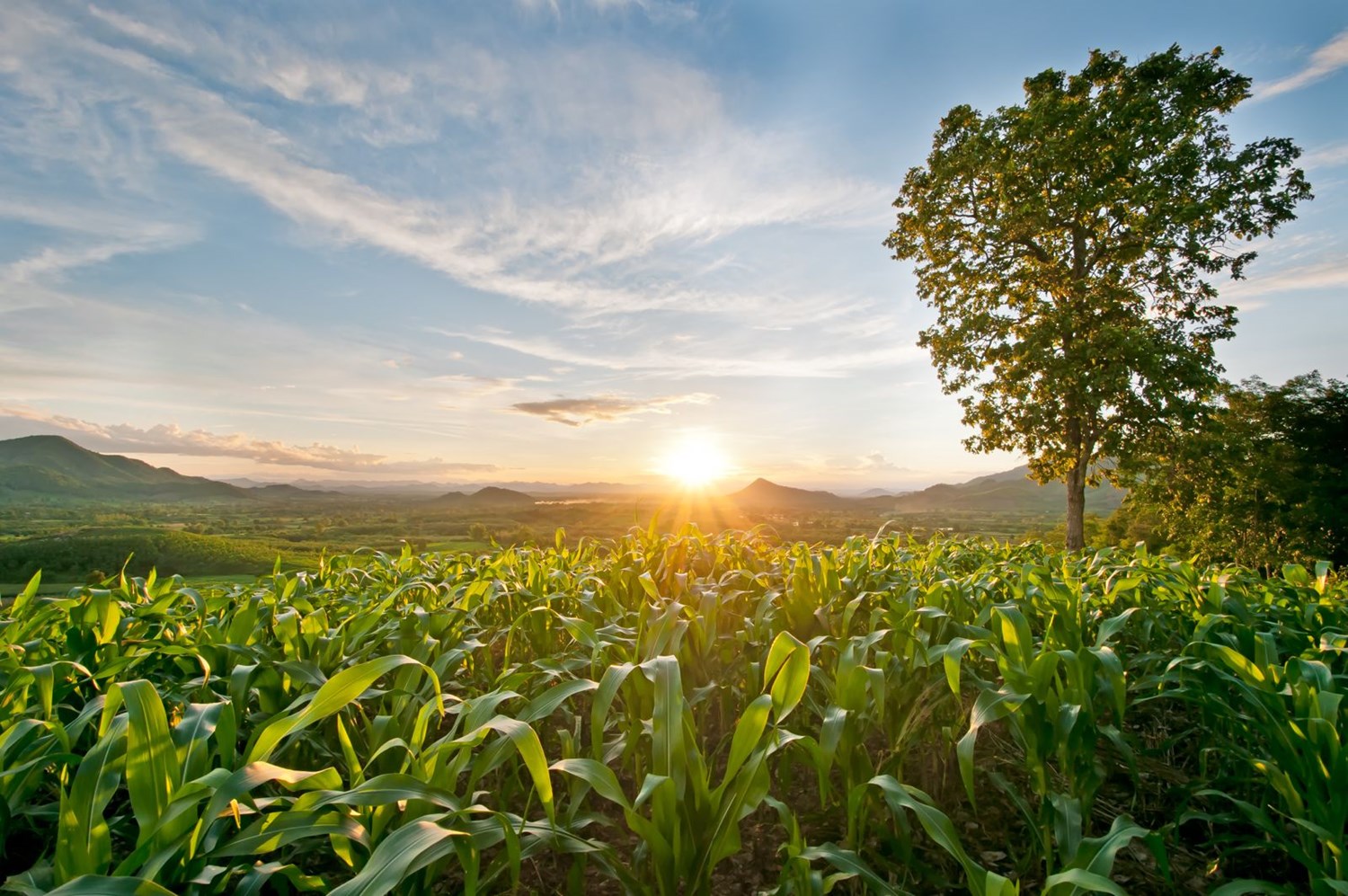 Tree in field with sunset