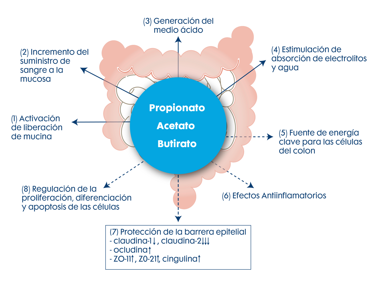 Figura 7. Beneficios del butirato